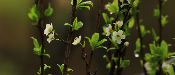 
Spring blooming bright twigs. And the rain is not a hindrance to them..