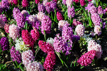 Many mixed colored large pink, white and blue Hyacinth or Hyacinthus flowers in full bloom in a...