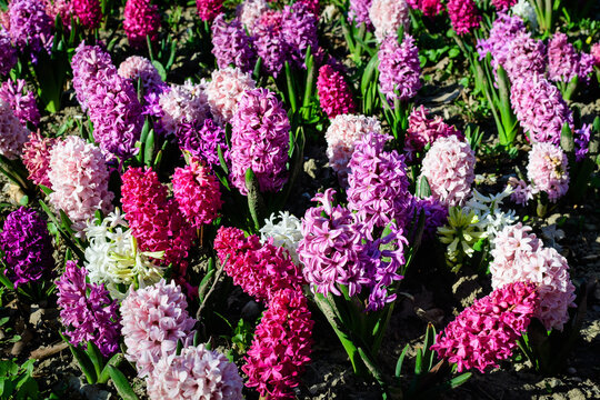 Many mixed colored large pink, white and blue Hyacinth or Hyacinthus flowers in full bloom in a garden in a sunny spring day, beautiful outdoor floral background photographed with soft focus.