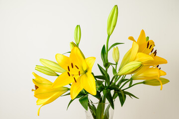 Fototapeta na wymiar Delicate vivid yellow day lily or Lilium flowers in full bloom in a summer garden, beautiful outdoor floral background photographed with soft focus.