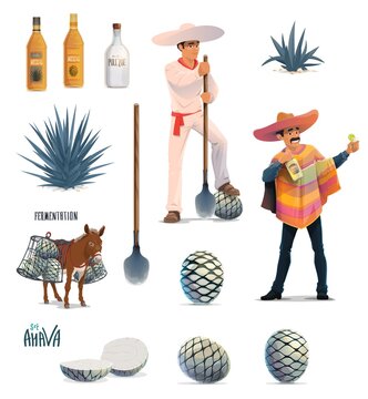 Agave tequila production vector design with cartoon blue agava cactus, tequila alcohol drink bottles and Mexican man with sombrero. Farmer jimador, donkey, agave pinas and coa machete knives