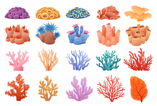 Collection of colored corals of different shapes, coral reef.