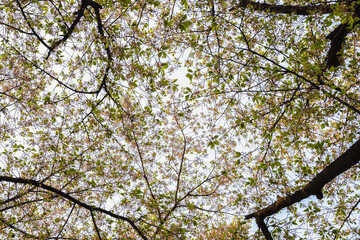 나뭇가지 무성한 봄 하늘