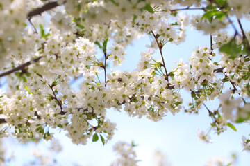 Flowering cherry against a blue sky. Cherry blossoms. Spring background.