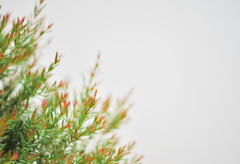 christmas tree branches