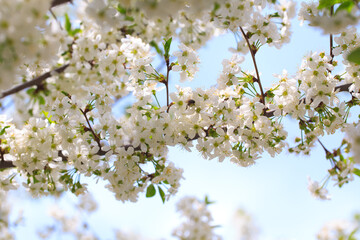 Flowering cherry against a blue sky. Cherry blossoms. Spring background.