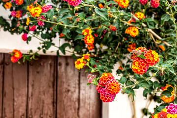Colorful Lantana flowers at the door