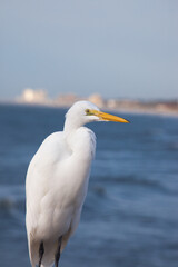 White Egret in the sunshine