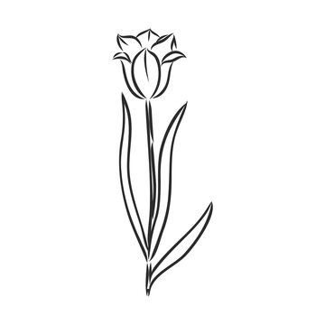 Hand drawn tulips. Vector. tulip, vector sketch