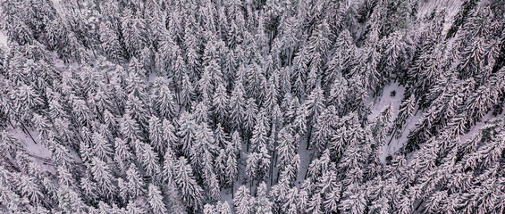 Aerial photo of winter forest in Finland
