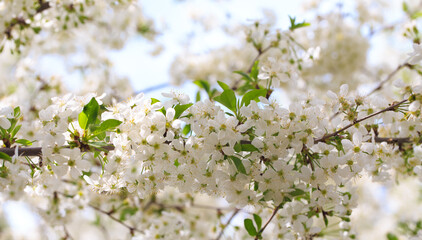 Flowering cherry against a blue sky. Cherry blossoms. Spring background.