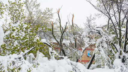 Snow calamity. Broken trees due to wet and heavy snow following a heavy snowfall in April. 