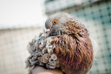 Brown curly pigeon lying in a human hand. Special breed and very cute dove