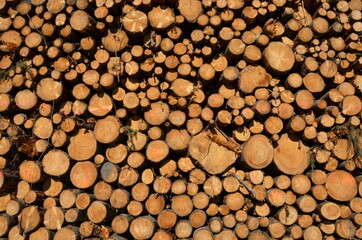 wood harvesting, round timber, timber harvest