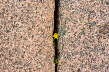 Wild Summer  Flowers in the Rocks