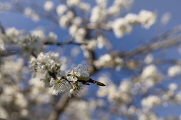 Close view of white cherry blossom branches in spring on a blurred blue sky background. With selective focus.