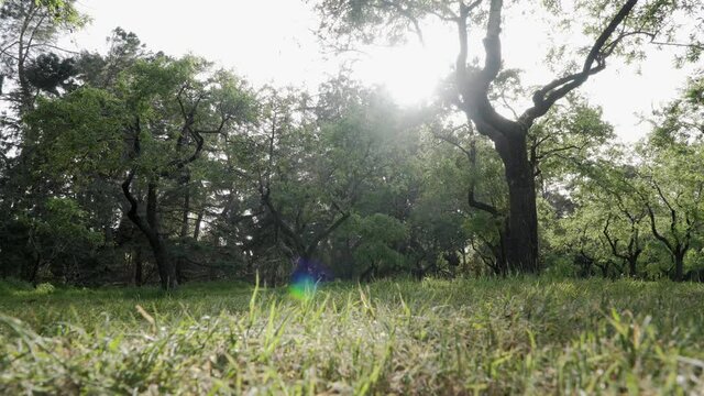 Light across a tree in the green Quinta de Molina park in Madrid