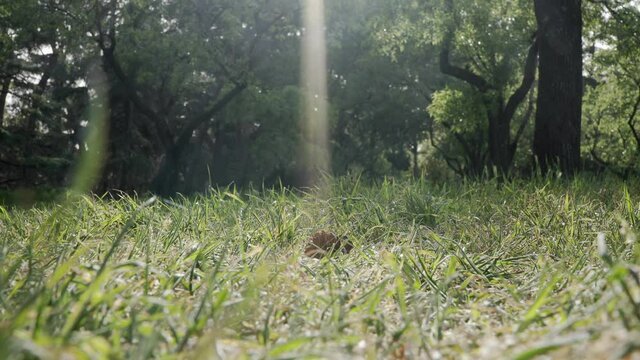 Beautiful light in the middle of the frame in the relaxing Quinta de Molina park in Madrid