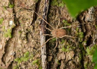 small opilion on a tree trunk in the forest