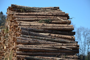 stack of logs, timber harvest