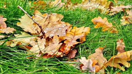 Mushrooms in the forest. Mushroom in the grass. Mushrooms in the grass. 