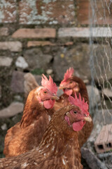 Tres gallinas en un gallinero mirando a cámara