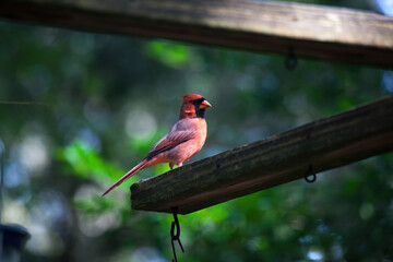 Cardinal in the sunshine