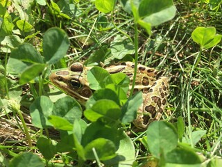 frog in the grass