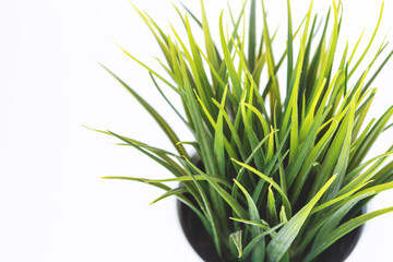 green plant in white pot on a light background with space for text