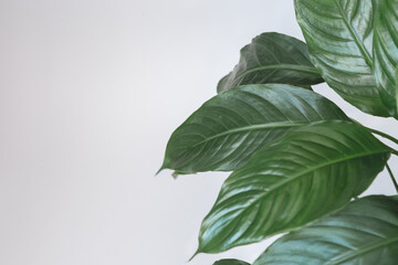 green leaves of the plant on a light background space for text