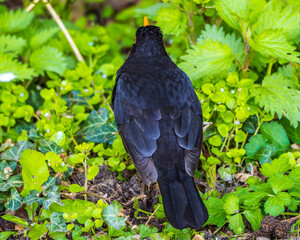 Blackbird standing on ground among green grass 