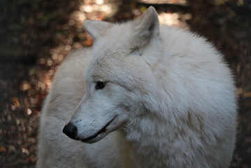 White wolf in fall