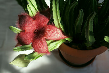 Star flower and green leaves of  succulent plants Stapelia gettleffii