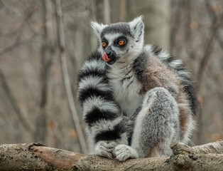 Katta leckt sich das Maul