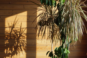 close up of green leaves of dracaena marginata bicolor plant  with shadow on wall , minimalistic style.