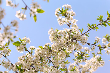 Flowering cherry against a blue sky. Cherry blossoms. Spring background.