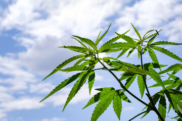 Fototapeta na wymiar Marijuana in bright sky background