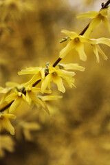 Yellow Forsythia shrub in bloom, selective focus
