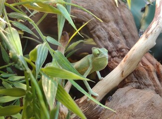 Chameleon on a branch