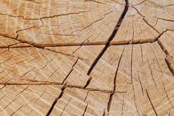 Fototapeta premium Wooden rough timber old aged. board material.