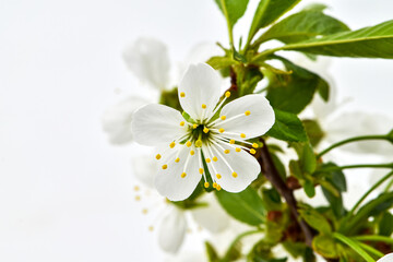 Fototapeta premium Cherry inflorescences on a white background, flowering fruit trees in the garden.