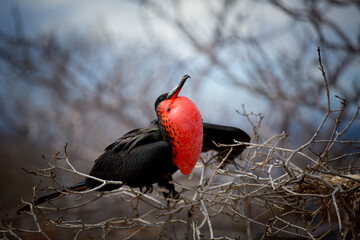 Red breasted frigate bird in the Galapagos Islands with mating plumage