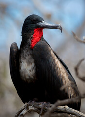 Red breasted frigate bird in the Galapagos Islands with mating plumage