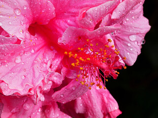 Primer plano de una flor rosa llena de gotas de agua en un fondo oscuro