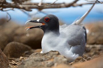 Swallow-Tailed Gull in Galapagos Islands