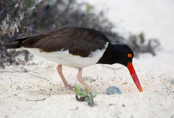 American Oyster Catcher Bird nesting on the beach in Galapagos