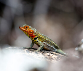 Gecko over a rock in Galapagos Islands