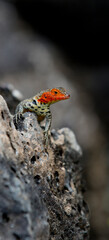 Gecko over a rock in Galapagos Islands