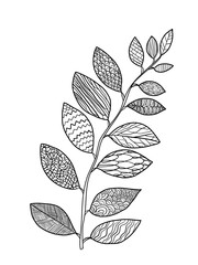 Coloring book for children and adults. Natural drawing, doodle. A branch with leaves. Drawing with patterns and details. Black and white. Design of wallpaper, packaging, postcards and posters.

