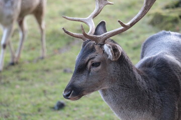 Deer
